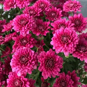 Meet your Posher, Chelsea